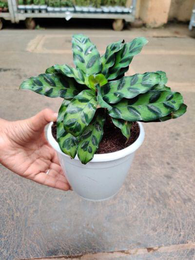 Calathea Goeppertia insignis 12 cm pot — buy online from Savita Rose Nursery, Mumbai