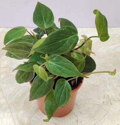 Oxy Cardium Red Plant 10 cm pot — buy online from Savita Rose Nursery, Mumbai