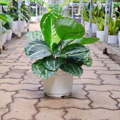 Calathea Green Lipstick 18 cm pot — buy online from Savita Rose Nursery, Mumbai