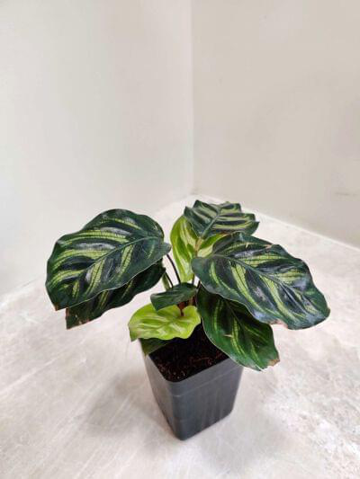 Calathea Makoyana 7 cm pot — buy online from Savita Rose Nursery, Mumbai