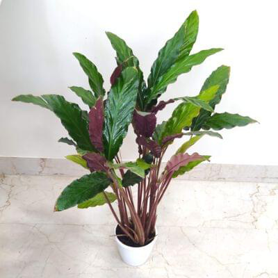 Calathea Rufibarba 12 cm pot — buy online from Savita Rose Nursery, Mumbai
