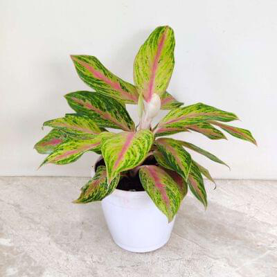 Aglaonema Golden Papaya 15 cm pot — buy online from Savita Rose Nursery, Mumbai