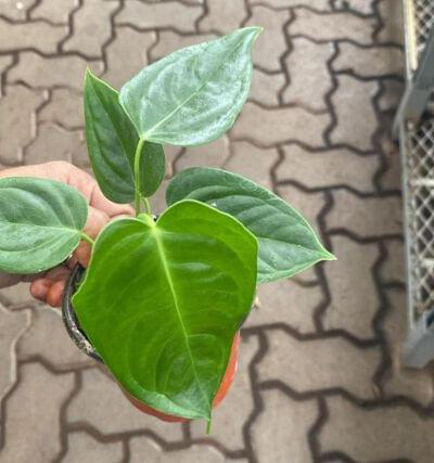 Anthurium Veitchii king 10 cm pot — buy online from Savita Rose Nursery, Mumbai