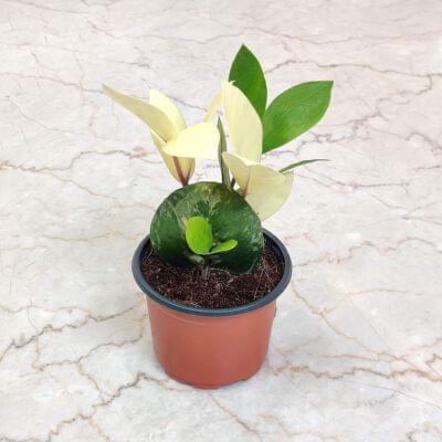 Zamioculcas Zamiifolia variegated 8.5 cm pot — buy online from Savita Rose Nursery, Mumbai
