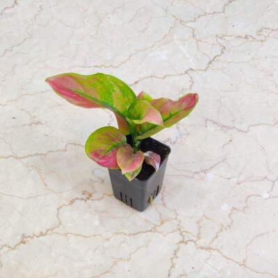 Aglonema Red Apple Plants 7 cm pot — buy online from Savita Rose Nursery, Mumbai