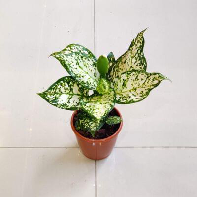 Aglaonema White Anjuman 10 cm pot — buy online from Savita Rose Nursery, Mumbai