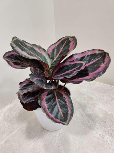 Calathea Red Wine 12 cm pot — buy online from Savita Rose Nursery, Mumbai