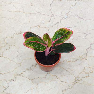 Aglaonema Pink Khanza 12 cm pot — buy online from Savita Rose Nursery, Mumbai