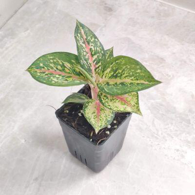 Aglaonema Ten Karat 7 cm pot — buy online from Savita Rose Nursery, Mumbai