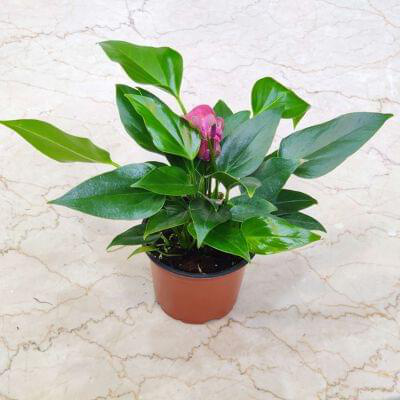 Anthurium Purple Plants 12 cm pot — buy online from Savita Rose Nursery, Mumbai