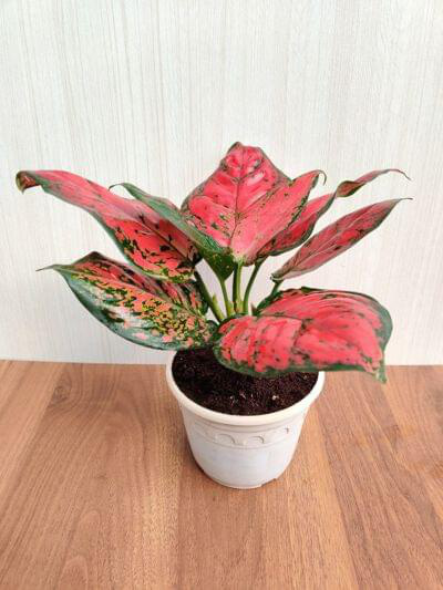 Aglaonema Beauty 12 cm pot — buy online from Savita Rose Nursery, Mumbai