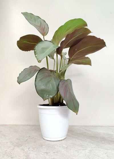 Calathea Silver Plate 12 cm pot — buy online from Savita Rose Nursery, Mumbai