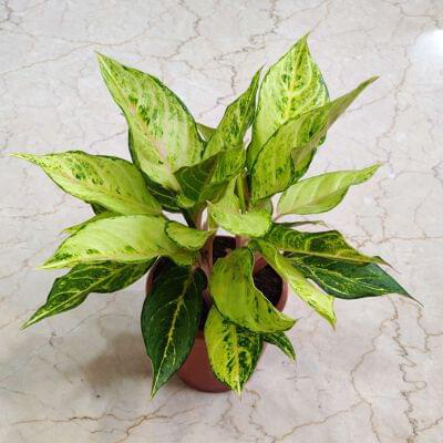 Aglaonema Lucky Frozen Ruby 15 cm pot — buy online from Savita Rose Nursery, Mumbai