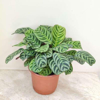 Calathea Burle-marxii 18 cm pot — buy online from Savita Rose Nursery, Mumbai