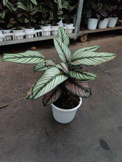 Calathea Majestica White Star 18 cm pot — buy online from Savita Rose Nursery, Mumbai