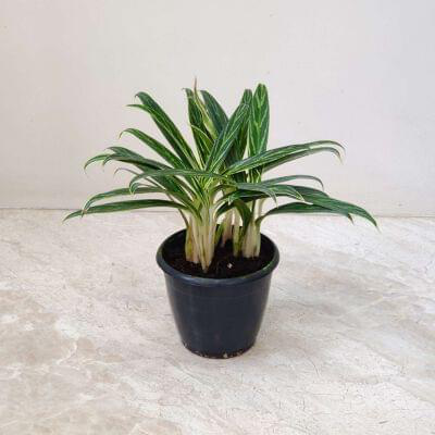 Aglaonema Bai Kaw Plants 12 cm pot — buy online from Savita Rose Nursery, Mumbai