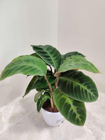 Calathea Warszewiczii 12 cm pot — buy online from Savita Rose Nursery, Mumbai