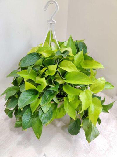 Golden Moneyplant Hanging 20 cm pot — buy online from Savita Rose Nursery, Mumbai