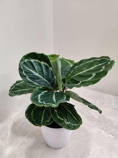 Calathea Green Lipstick 12 cm pot — buy online from Savita Rose Nursery, Mumbai