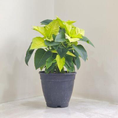 Poinsettia Plant 15 cm pot — buy online from Savita Rose Nursery, Mumbai