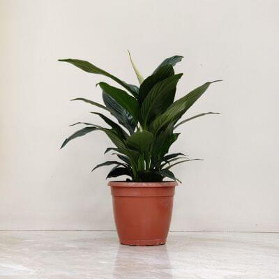 Spathiphyllum Crown Plant 15 cm pot — buy online from Savita Rose Nursery, Mumbai