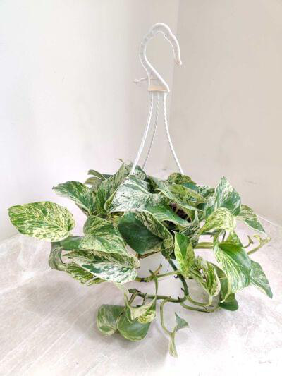 Marbal Money Plant Hanging 15 cm pot — buy online from Savita Rose Nursery, Mumbai