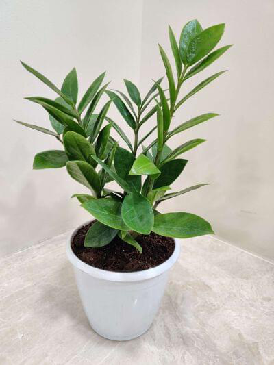 Zamioculcas Zamiifolia (ZZ plant) 12 cm pot — buy online from Savita Rose Nursery, Mumbai