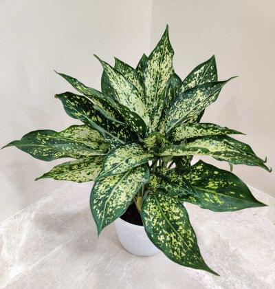 Aglaonema Snow White 12 cm pot — buy online from Savita Rose Nursery, Mumbai