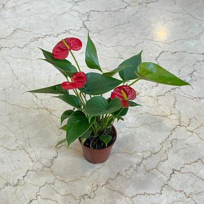 Anthurium Red Plants 8.5 cm pot — buy online from Savita Rose Nursery, Mumbai