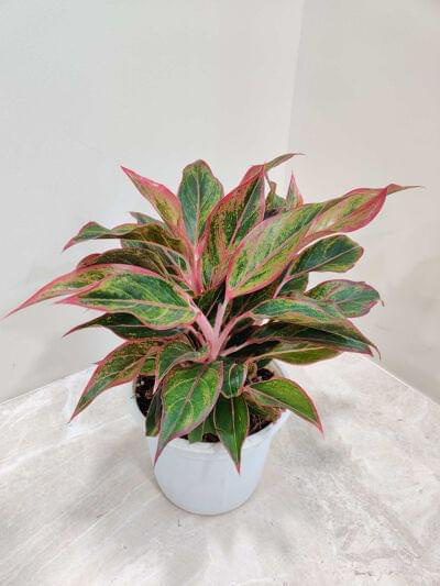 Aglaonema Red Lipstick 15 cm pot — buy online from Savita Rose Nursery, Mumbai