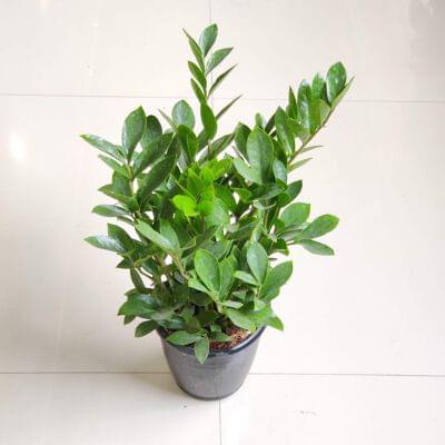 Zamioculcas zamiifolia 'Zenzi' (Mini ZZ Plant) 15 cm pot — buy online from Savita Rose Nursery, Mumbai