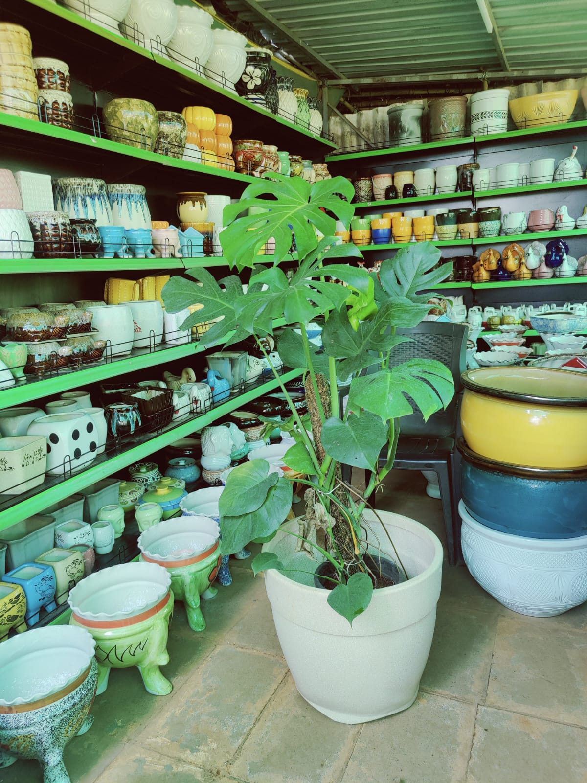 Monstera plant in a white pot at the nursery