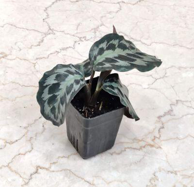 Calathea Kennedy 7 cm pot — buy online from Savita Rose Nursery, Mumbai