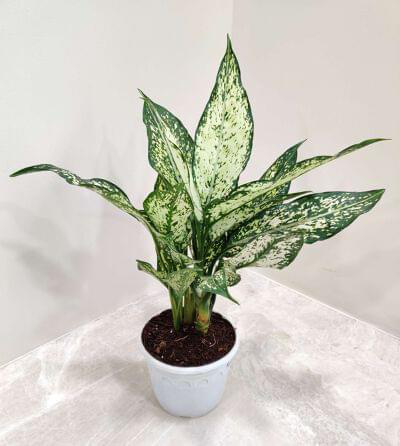 Aglaonema Snow White 10 cm pot — buy online from Savita Rose Nursery, Mumbai