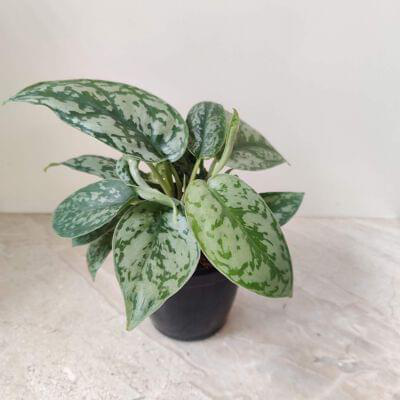 Scindapsus Silver Satin 10 cm pot — buy online from Savita Rose Nursery, Mumbai