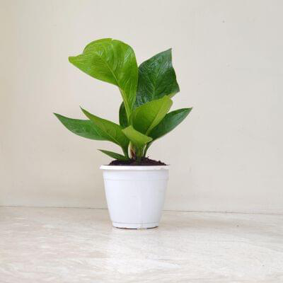 Anthurium Green Jenmani 14.5 cm pot — buy online from Savita Rose Nursery, Mumbai
