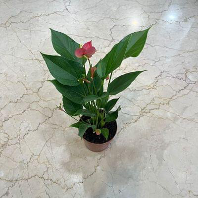 Anthurium Pink Plants 12 cm pot — buy online from Savita Rose Nursery, Mumbai