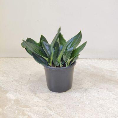 Scindapsus Treubii Dark Form 10 cm pot — buy online from Savita Rose Nursery, Mumbai