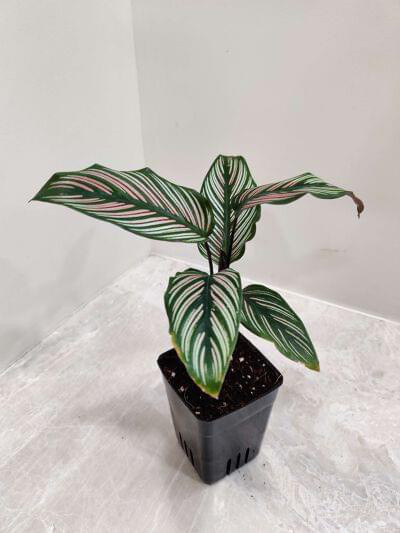 Calathea Majestica White Star 7 cm pot — buy online from Savita Rose Nursery, Mumbai