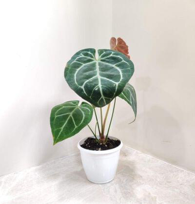 Anthurium Crystallinum Silver Plant 12 cm pot — buy online from Savita Rose Nursery, Mumbai
