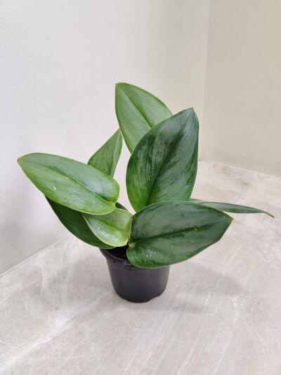 Scindapsus Moonlight 10 cm pot — buy online from Savita Rose Nursery, Mumbai