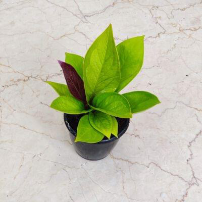 Anthurium Jenmanii Gold 12 cm pot — buy online from Savita Rose Nursery, Mumbai