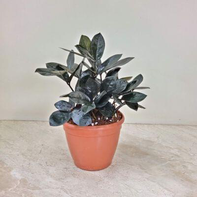 Zamioculcas zamiifolia Black 12 cm pot — buy online from Savita Rose Nursery, Mumbai