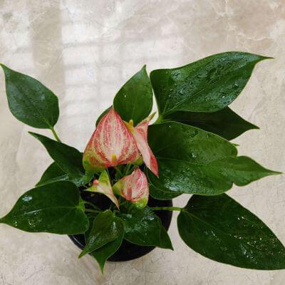 Anthurium Livium Red – Plant 12 cm pot — buy online from Savita Rose Nursery, Mumbai
