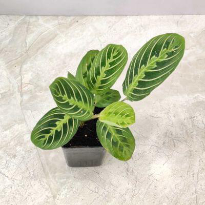 Calathea Lemon Lime 7 cm pot — buy online from Savita Rose Nursery, Mumbai
