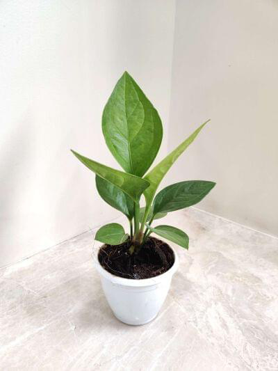 Anthurium Green Jenmani 12 cm pot — buy online from Savita Rose Nursery, Mumbai
