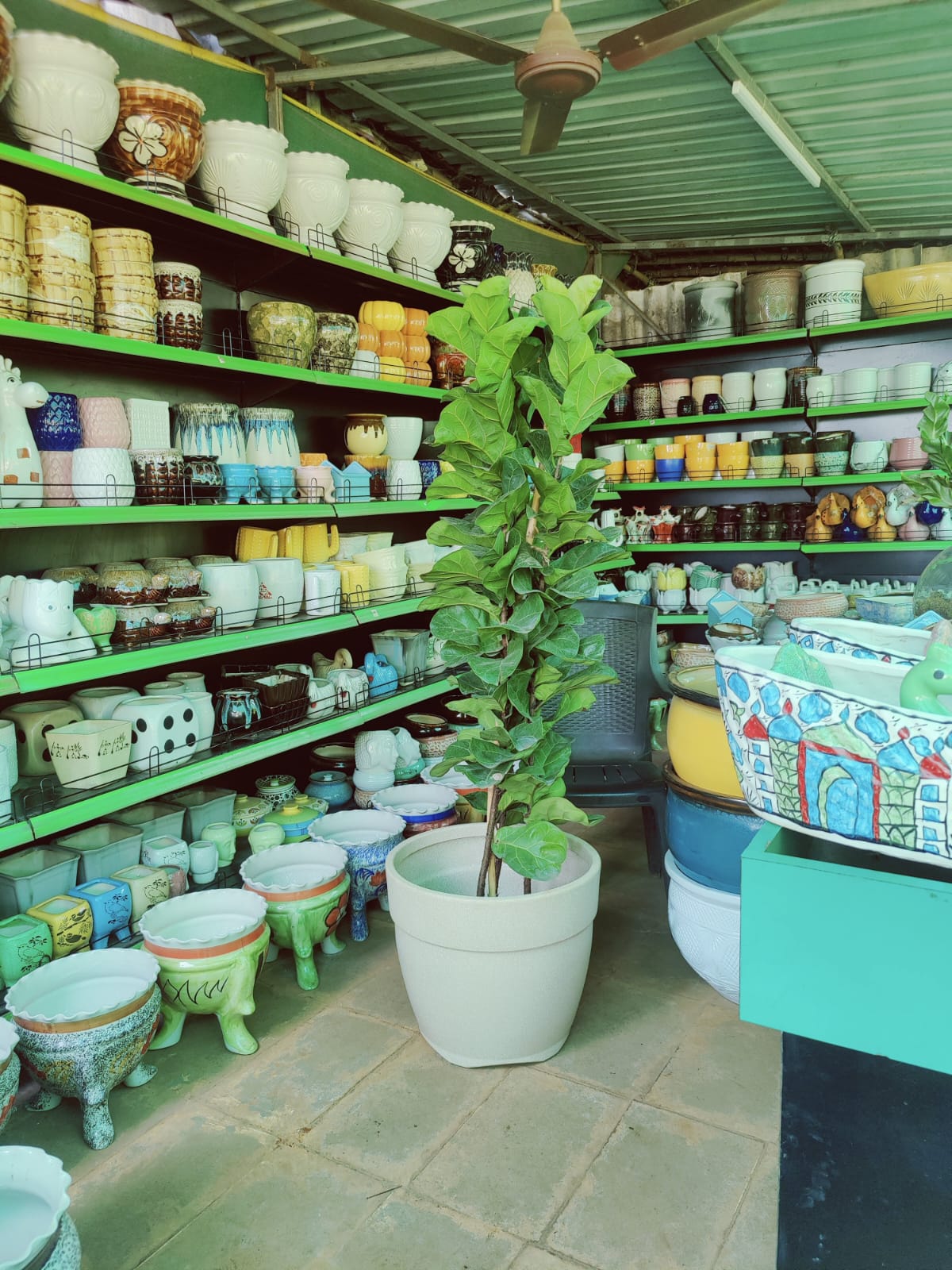 Large leafy plant surrounded by decorative pots at the nursery
