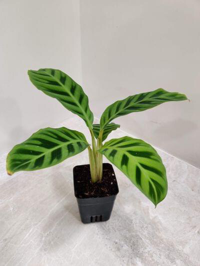 Calathea Zebrina 7 cm pot — buy online from Savita Rose Nursery, Mumbai