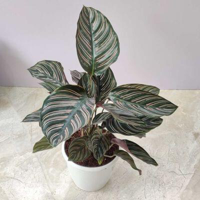 Calathea Ornata Sanderiana 12 cm pot — buy online from Savita Rose Nursery, Mumbai