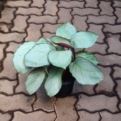 Calathea Silver Plate Plant 18 cm pot — buy online from Savita Rose Nursery, Mumbai